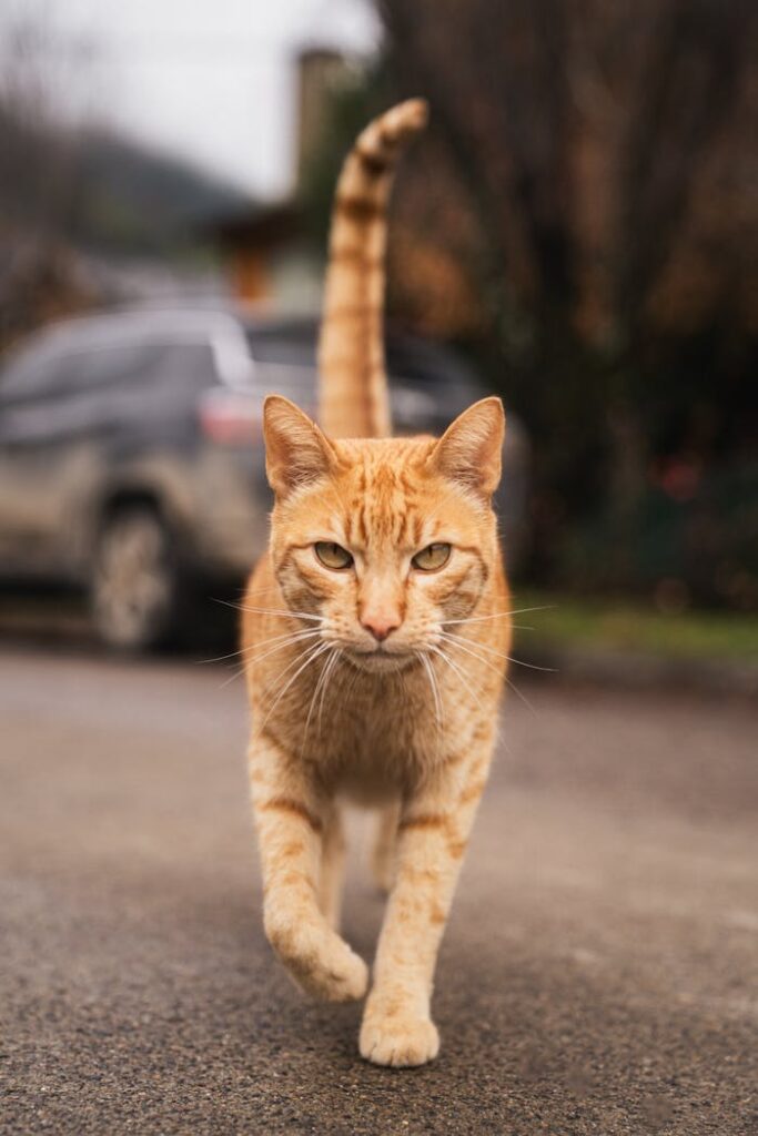 Gato paseando con collar gps gatos