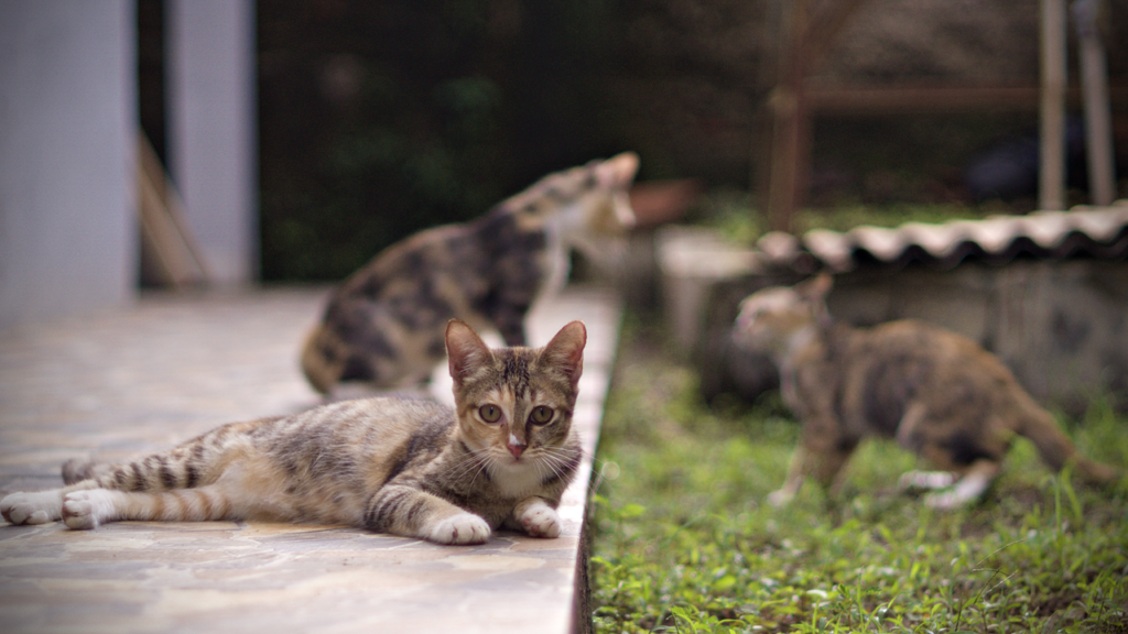 Localizadores GPS para gatos con tarjeta SIM